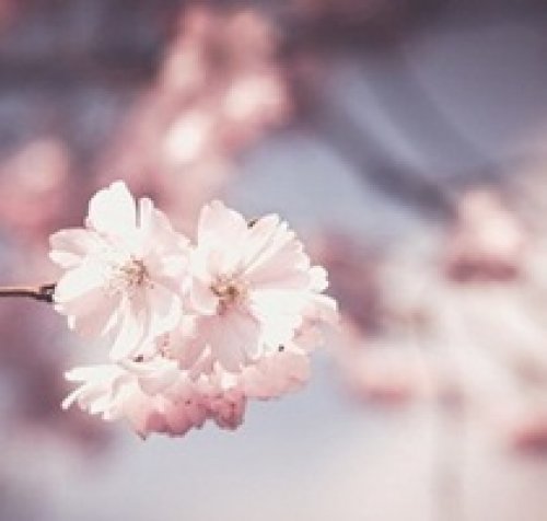 -分析新SAT写作文章框...