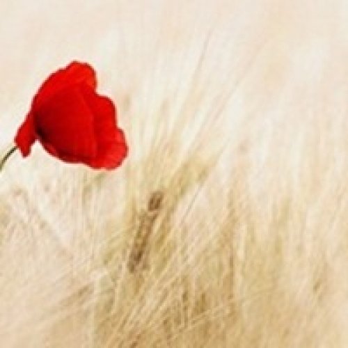 -论SAT作文结构的写作...